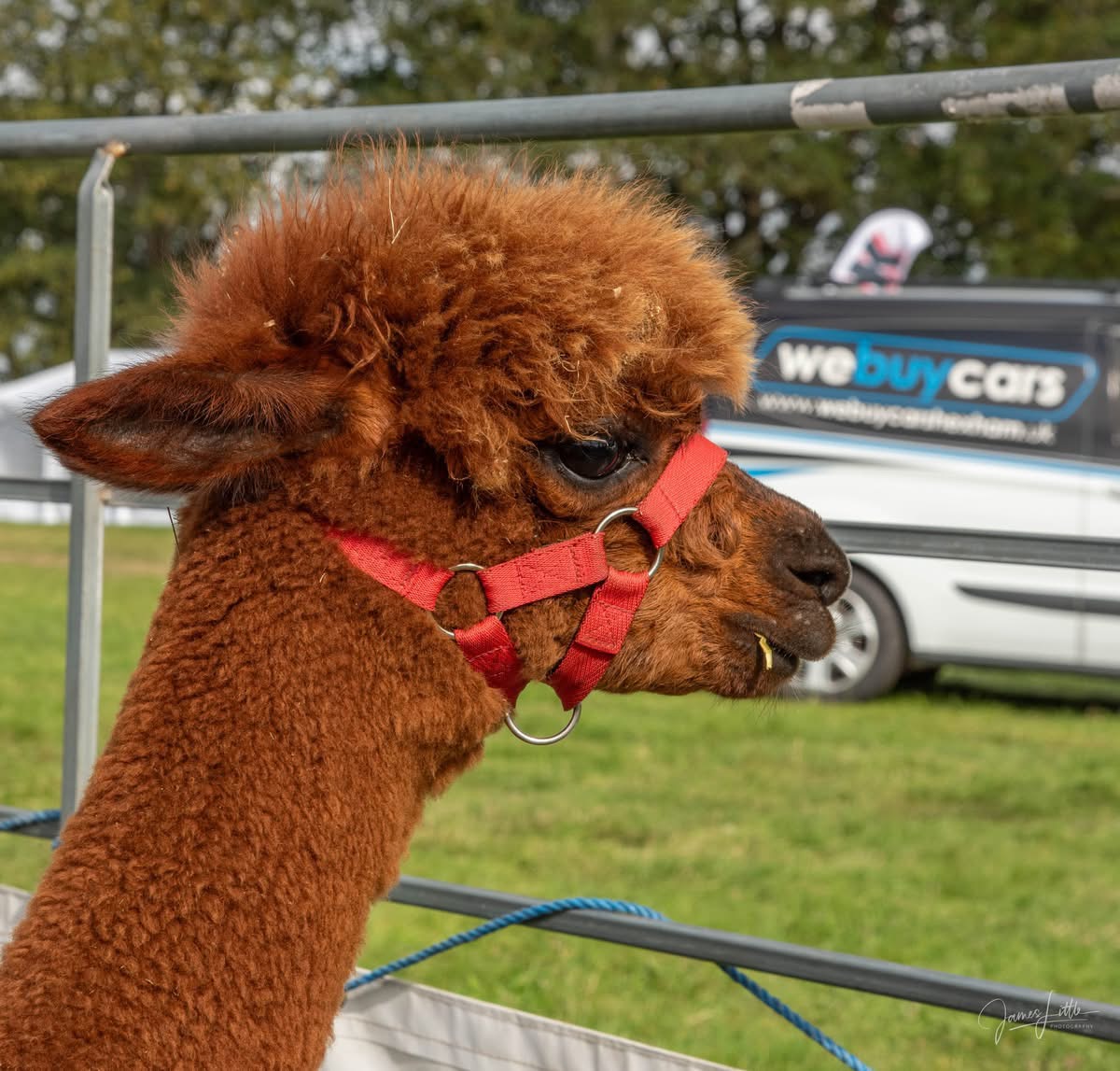 Bellingham show 2025 - Image 1